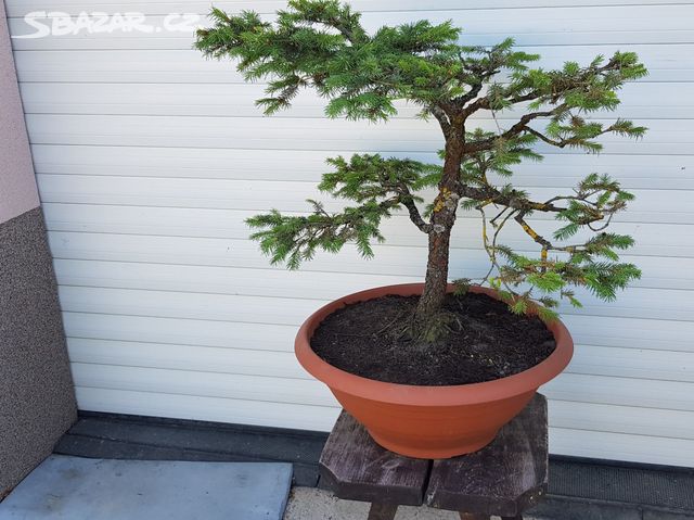 Bonsai Plzen (dobře propustnou, Plzni bude, bude vyhovovat) Bonsai Plzen